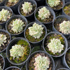 [PACK of 10 PLANTS] x  Echeveria Mebina variegated
