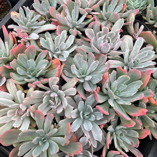 [PACK of 10 PLANTS] x Echeveria zahnii var. 'Hoveyi'