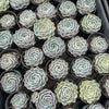 [PACK of 10 PLANTS] x Echeveria elegans x Violet queen