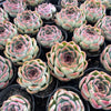 [PACK of 10 PLANTS] x Echeveria 'Purple Rose'