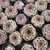 [PACK of 10 PLANTS] x Echeveria 'Purple Rose'