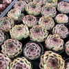 [PACK of 10 PLANTS] x Echeveria 'Purple Rose'