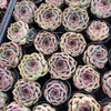 [PACK of 10 PLANTS] x Echeveria 'Purple Rose'