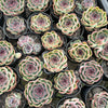 [PACK of 10 PLANTS] x Echeveria 'Purple Rose'
