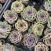 [PACK of 10 PLANTS] x Echeveria 'Purple Rose'