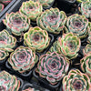 [PACK of 10 PLANTS] x Echeveria 'Purple Rose'