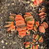 [PACK of 10 PLANTS] x Haworthia hybrids (mixed from seedling tray)