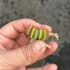 [PACK of 10 PLANTS] x Haworthia hybrids (mixed from seedling tray)