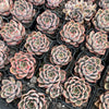 [PACK of 10 PLANTS] x Echeveria Mal Gan Red (KRF)