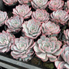 [PACK of 10 PLANTS] x Echeveria Laulensis (has marks)