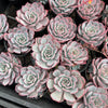 [PACK of 10 PLANTS] x Echeveria Laulensis (has marks)