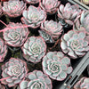 [PACK of 10 PLANTS] x Echeveria Laulensis (has marks)