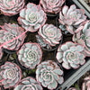 [PACK of 10 PLANTS] x Echeveria Laulensis (has marks)