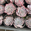 [PACK of 10 PLANTS] x Echeveria Laulensis (has marks)
