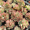[PACK of 10 PLANTS] x Echeveria agavoides Floriana