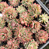 [PACK of 10 PLANTS] x Echeveria agavoides Floriana