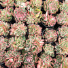 [PACK of 10 PLANTS] x Echeveria agavoides Floriana