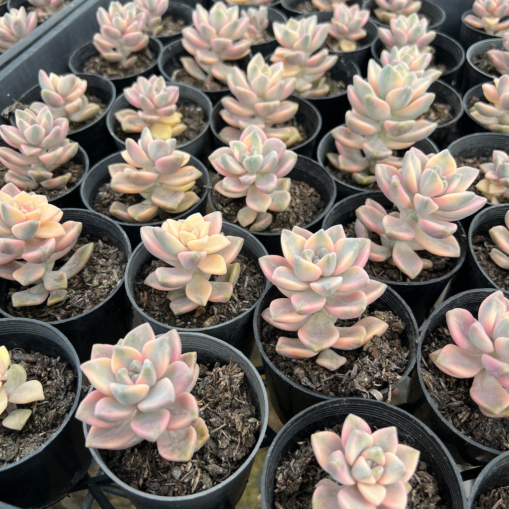 [WHOLESALE] PACK of 10 PLANTS x Graptopetalum paraguayense ssp. bernalense variegata (VARIEGATED PLANT)