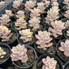 [PACK of 10 PLANTS] x Graptopetalum paraguayense ssp. bernalense variegata (VARIEGATED PLANT)