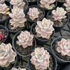 [PACK of 10 PLANTS] x Graptopetalum paraguayense ssp. bernalense variegata (VARIEGATED PLANT)