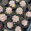 [PACK of 10 PLANTS] x Graptopetalum paraguayense ssp. bernalense variegata (VARIEGATED PLANT)