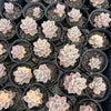 [WHOLESALE] PACK of 10 PLANTS x Graptopetalum paraguayense ssp. bernalense variegata (VARIEGATED PLANT)