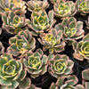 [PACK of 10 PLANTS] x Aeonium arboreum 'Sunburst'