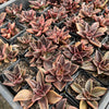 [PACK of 10 PLANTS] x Echeveria racemosa forma. ballard