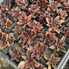 [PACK of 10 PLANTS] x Echeveria racemosa forma. ballard