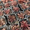 [PACK of 10 PLANTS] x Echeveria racemosa forma. ballard