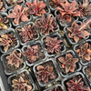 [PACK of 10 PLANTS] x Echeveria racemosa forma. ballard