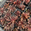[PACK of 10 PLANTS] x Echeveria racemosa forma. ballard