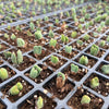 [PACK of 10 PLANTS] x Conophytum bilobum (ORANGE/YELLOW FLOWER)