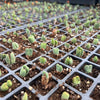 [PACK of 10 PLANTS] x Conophytum bilobum (ORANGE/YELLOW FLOWER)