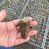 [PACK of 10 PLANTS] x Conophytum bilobum (ORANGE/YELLOW FLOWER)