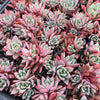 [PACK of 10 PLANTS] x Echeveria agavoides 'Blue moon'
