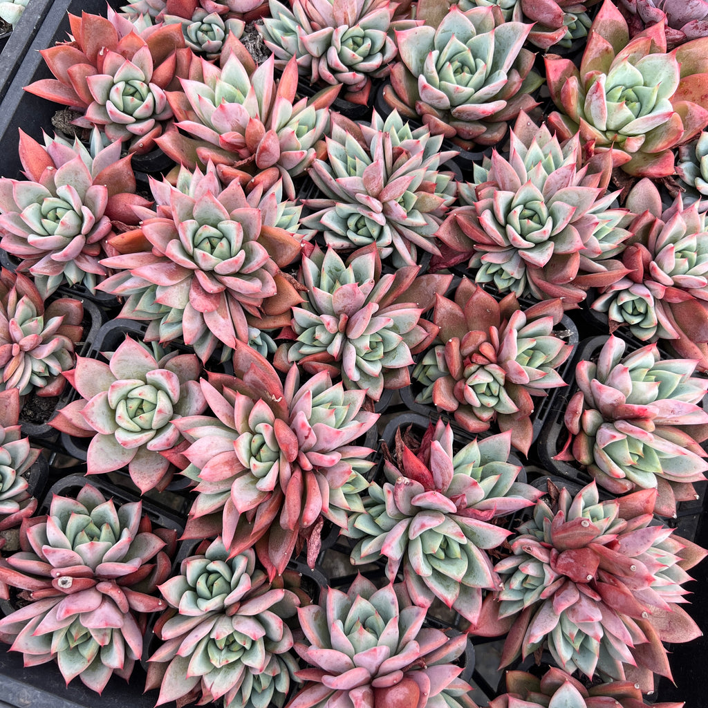 [PACK of 10 PLANTS] x Echeveria agavoides 'Blue moon'