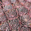 [PACK of 10 PLANTS] x Echeveria 'Hera'