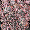 [PACK of 10 PLANTS] x Echeveria 'Hera'