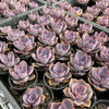 [PACK of 10 PLANTS] x Echeveria gibbiflora 'Purple Pearl'