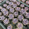 [PACK of 10 PLANTS] x Echeveria gibbiflora 'Purple Pearl'