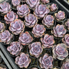 [PACK of 10 PLANTS] x Echeveria gibbiflora 'Purple Pearl'