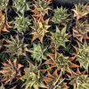 [PACK of 10 PLANTS] x  Haworthia limifolia f. variegata