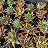 [PACK of 10 PLANTS] x  Haworthia limifolia f. variegata