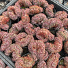 [PACK of 10 PLANTS] x Echeveria Mozel Crest