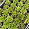 Aeonium 'Bronze Medal'