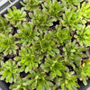 Aeonium 'Bronze Medal'