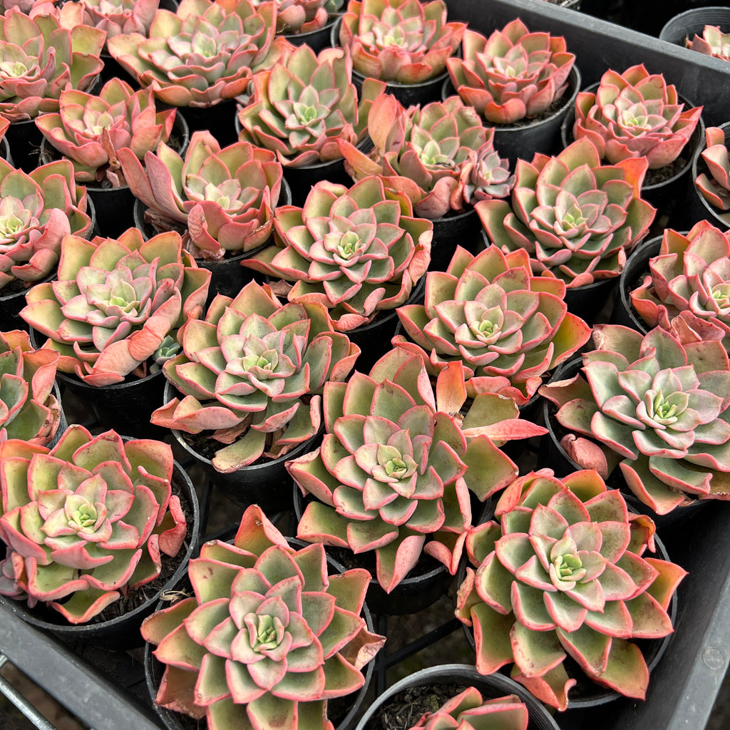 WHOLESALE] PACK of 10 PLANTS x Echeveria 'Noble Red' – LET LOVE