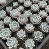 [WHOLESALE] PACK of 10 PLANTS x Echeveria Trumso (Candy Heart)(KRF)