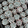 [WHOLESALE] PACK of 10 PLANTS x Echeveria Trumso (Candy Heart)(KRF)